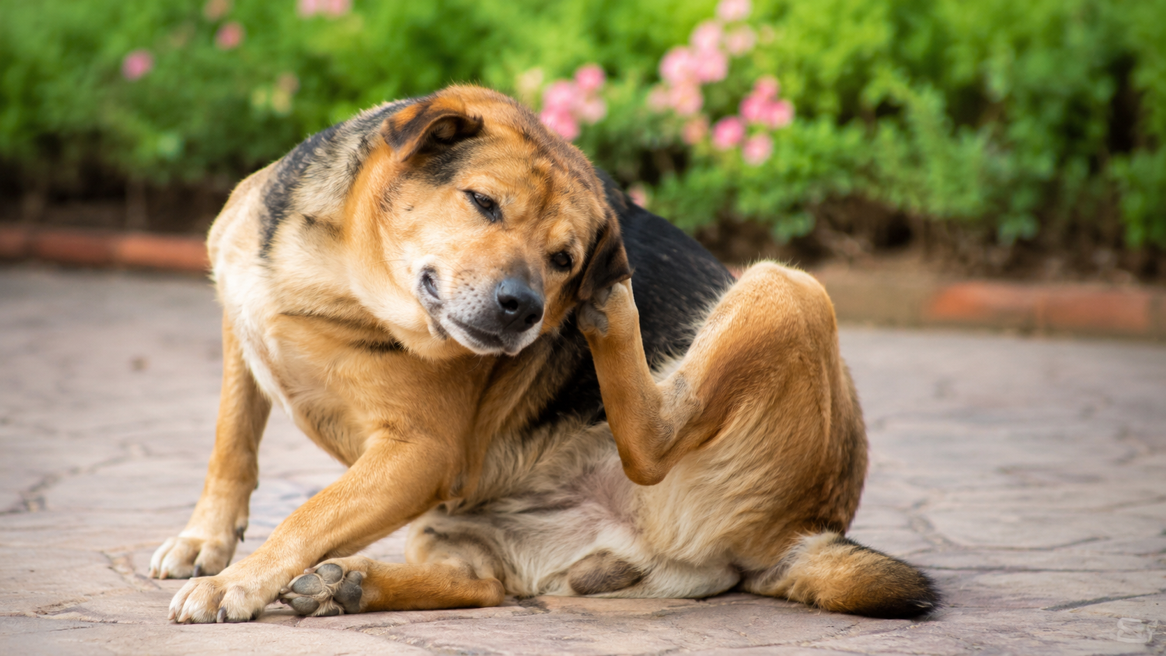 Perro afectado por garrapatas