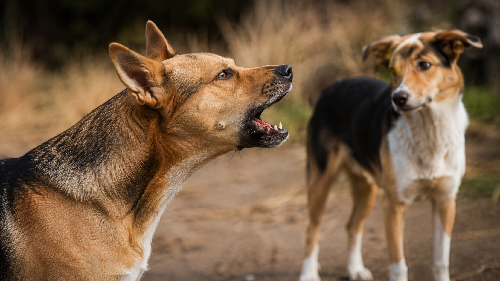 Perro atento al sonido de otro perro
